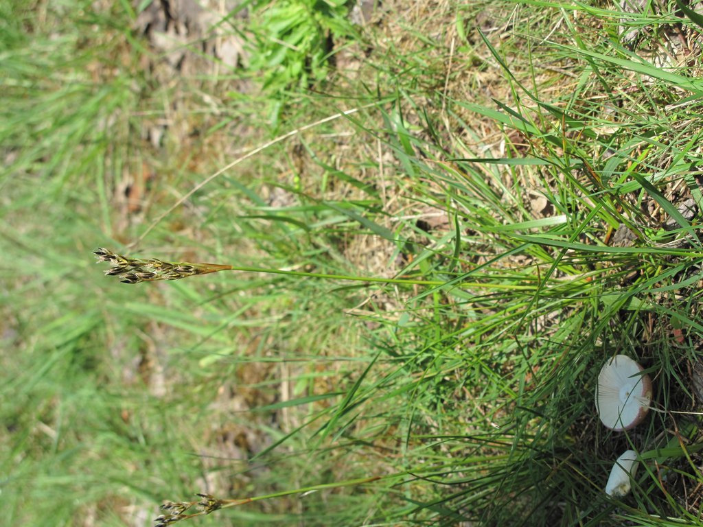 Juncus squarrosus